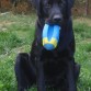 Jugando con su pelota